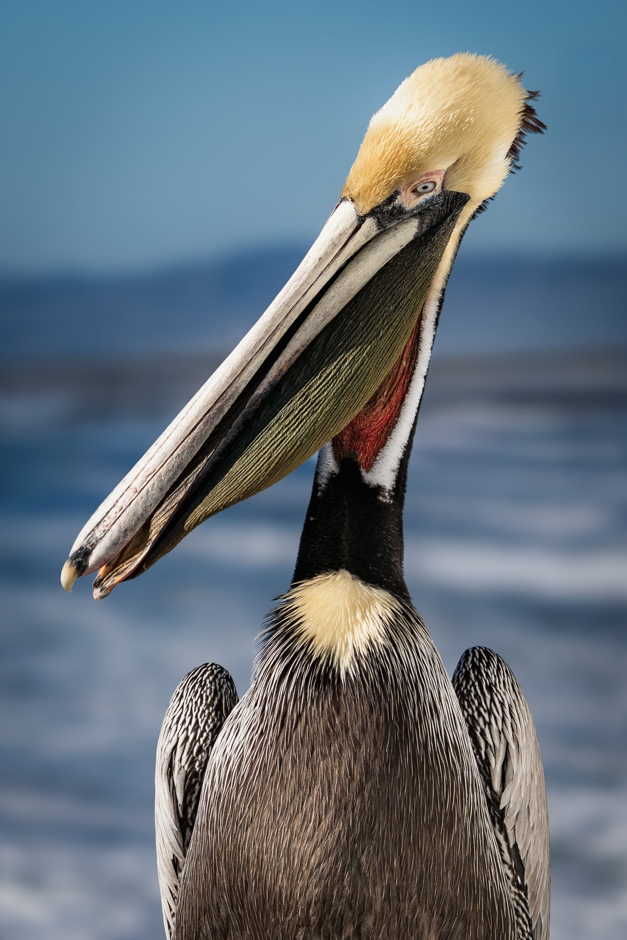 "Tux" - Oceanside, CA