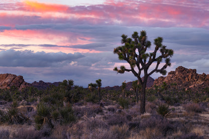 "Desert Sky" Joshua Tree National Park, CA