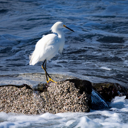 "Egret Crossing" - La Jolla, CA