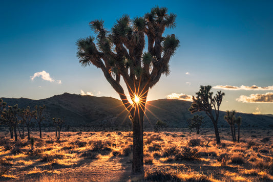 "Sun Star" Joshua Tree National Park, CA