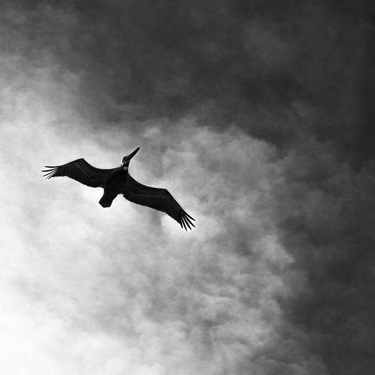 "Pelican Rising" - Carlsbad, CA