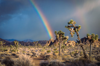 "Promise" - Joshua Tree National Park, CA