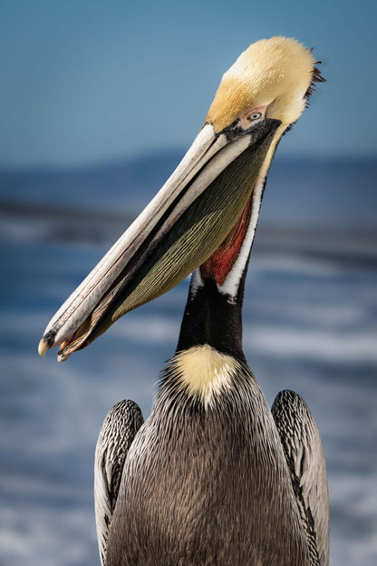 "Tux" - Oceanside, CA