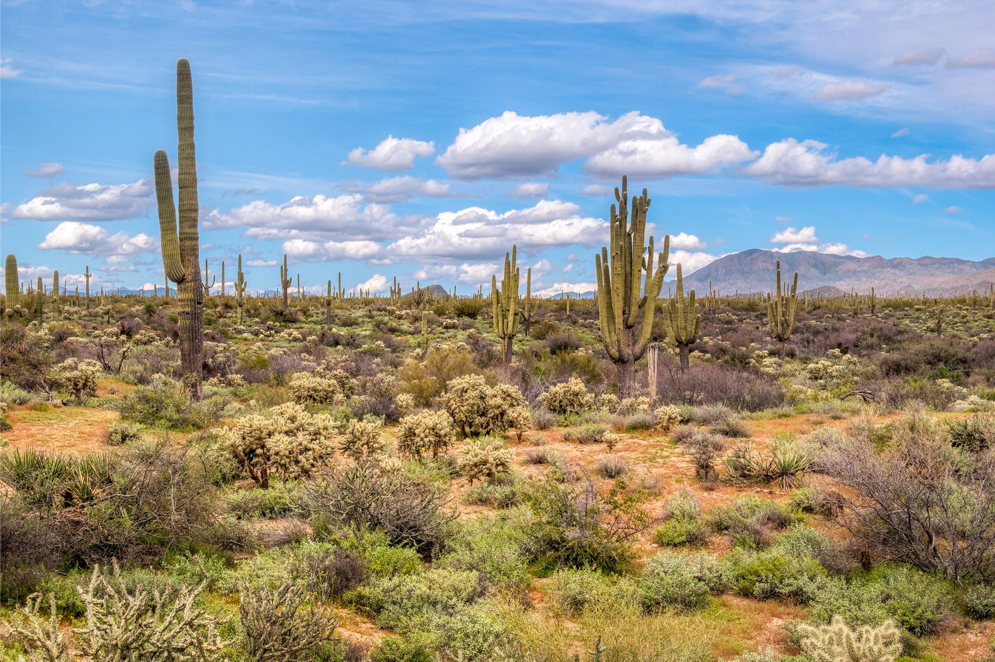 "Desert Dayz" Four Peaks, AZ