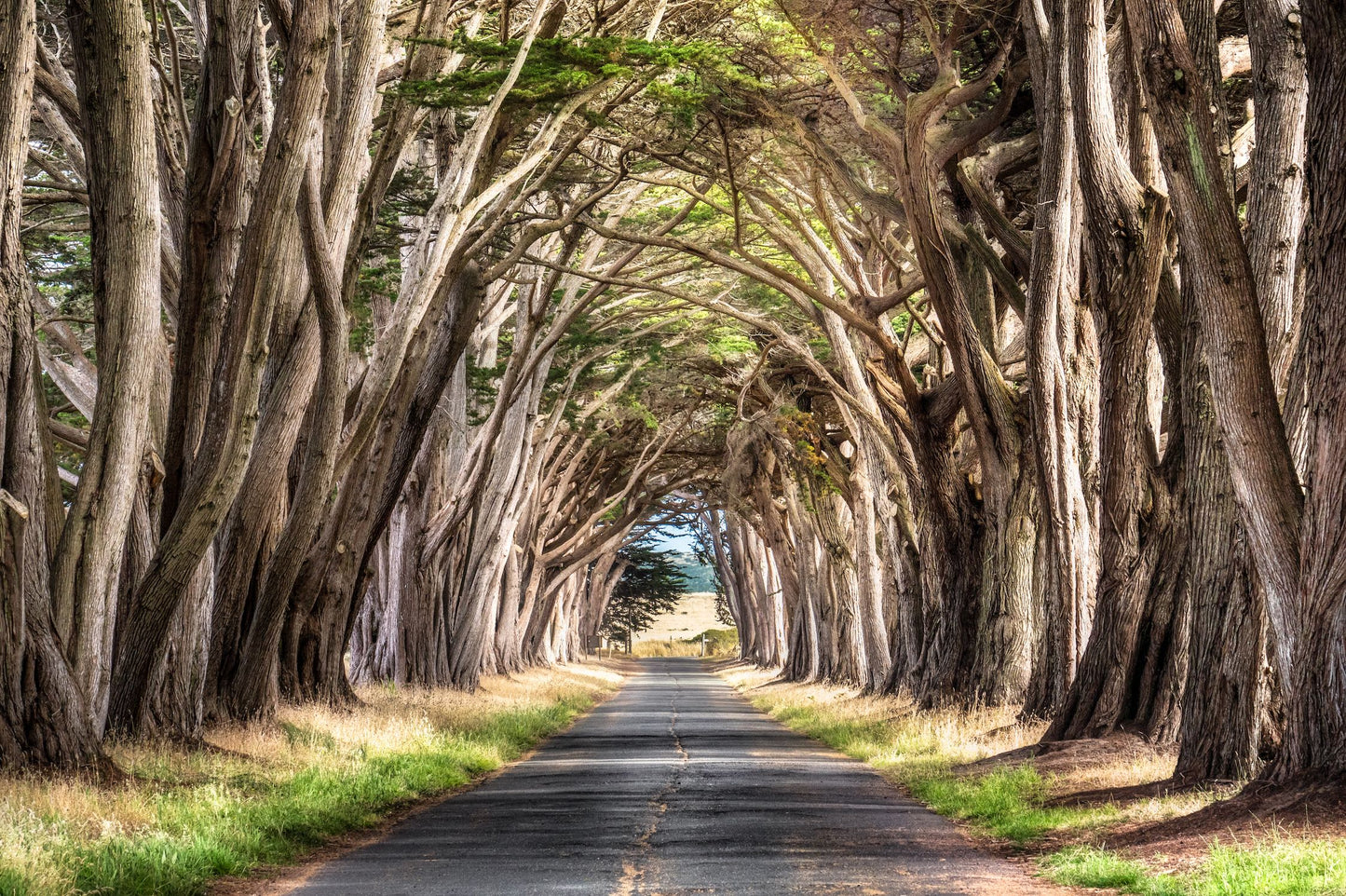 "Tunnel View" Point Reyes, CA