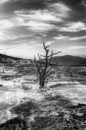 “Scarred” - Yellowstone National Park, WY