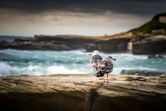 “Decisions” Windansea Beach,  La Jolla, CA